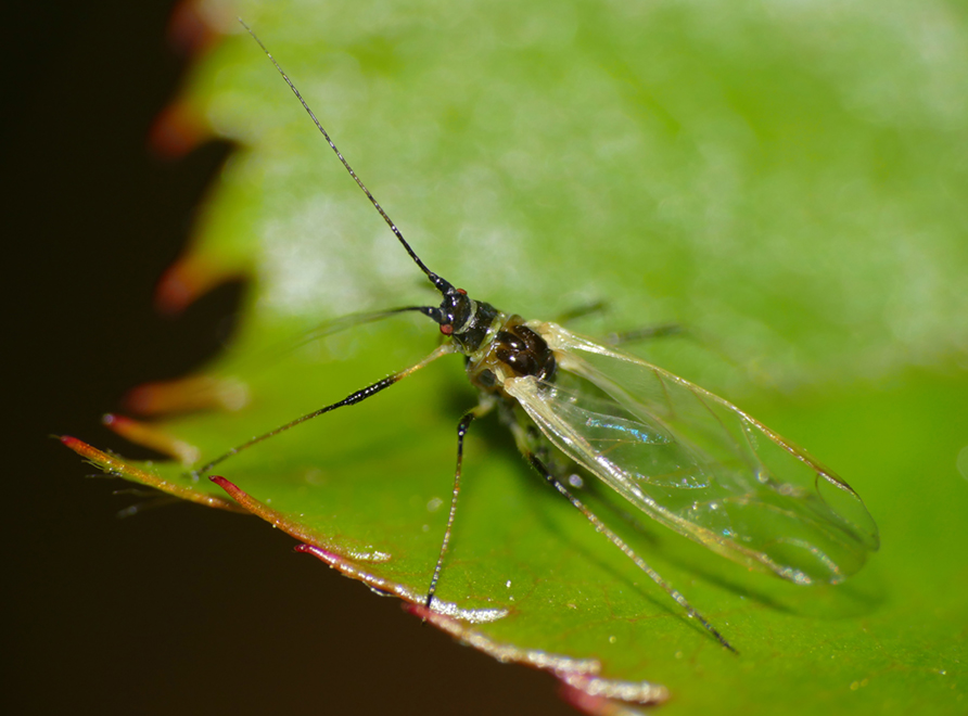 A Rose Aphid on a leaf.