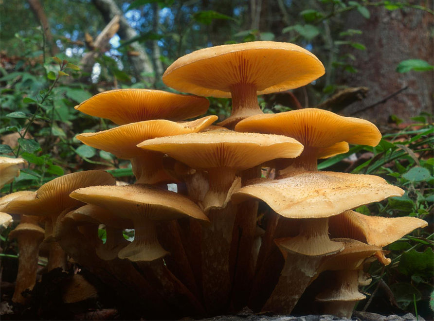 Armillaria luteobubalina