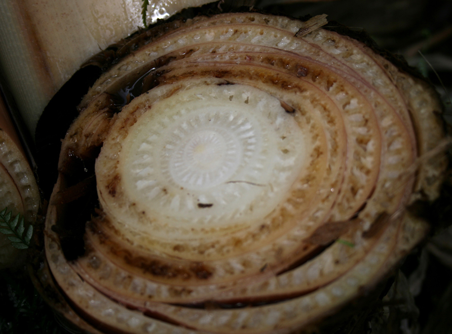 Fusarium Wilt (Panama Disease) of a Banana plant