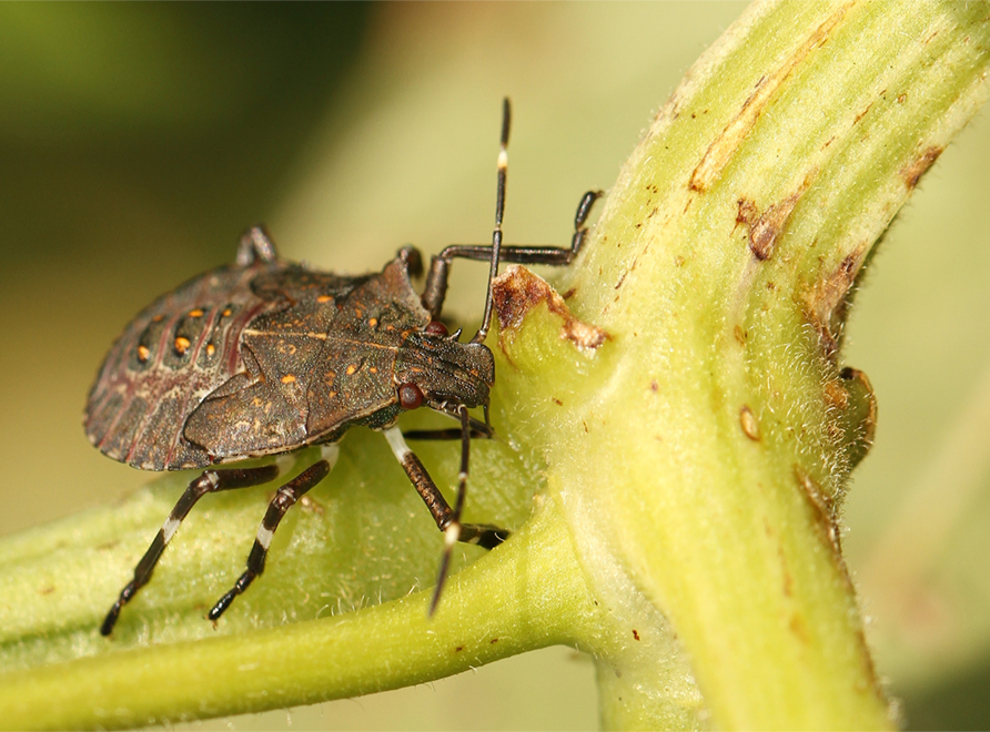 Brown Marmorated Stink Bug