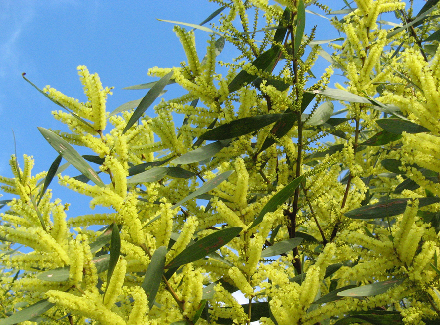 A Golden Wattle in flower