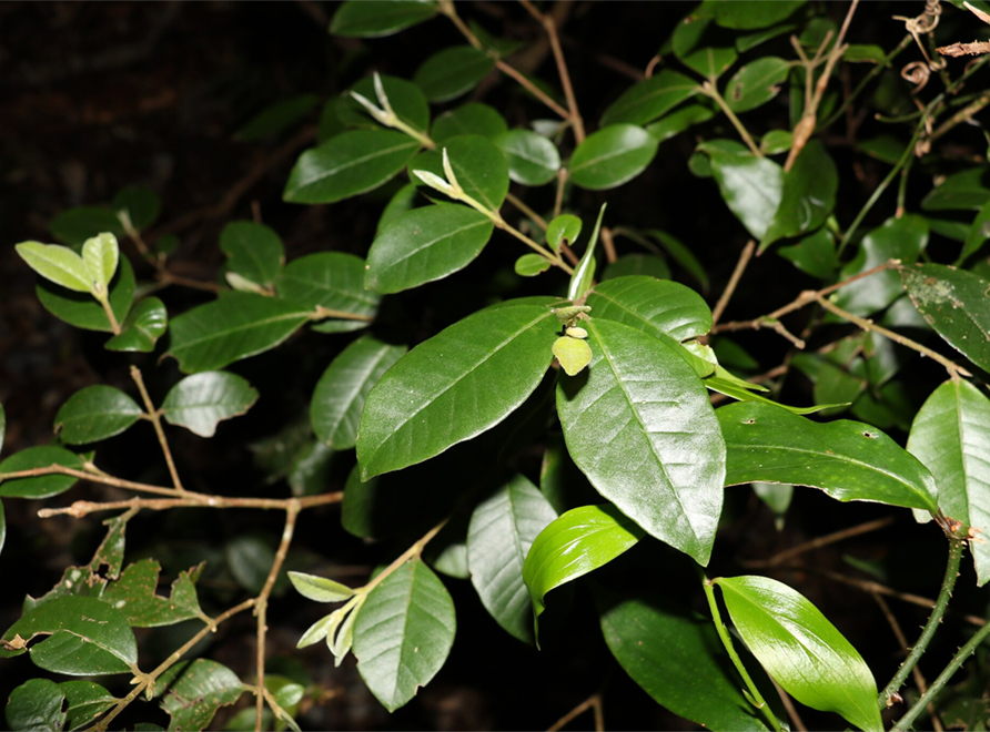 Lenwebbia prominens with Myrtle Rust