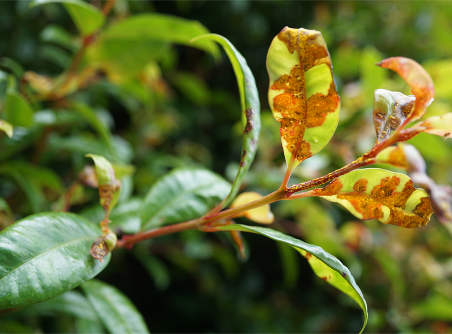 Myrtle Rust on a lilly-pilly