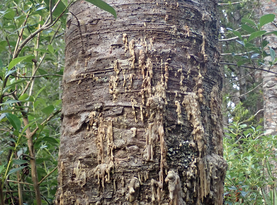 Aotearoa (New Zealand) Kauri tree (agathis australis) with Kauri dieback