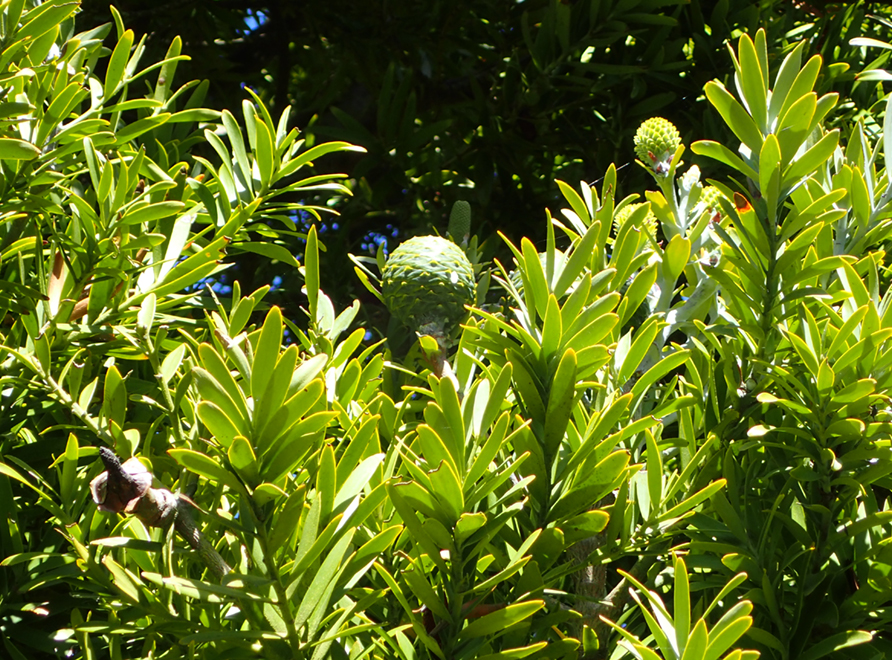Aotearoa (New Zealand) Kauri tree (agathis australis)