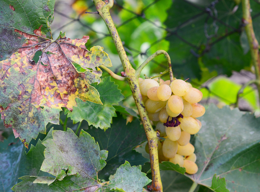 Pierce's disease in grapes
