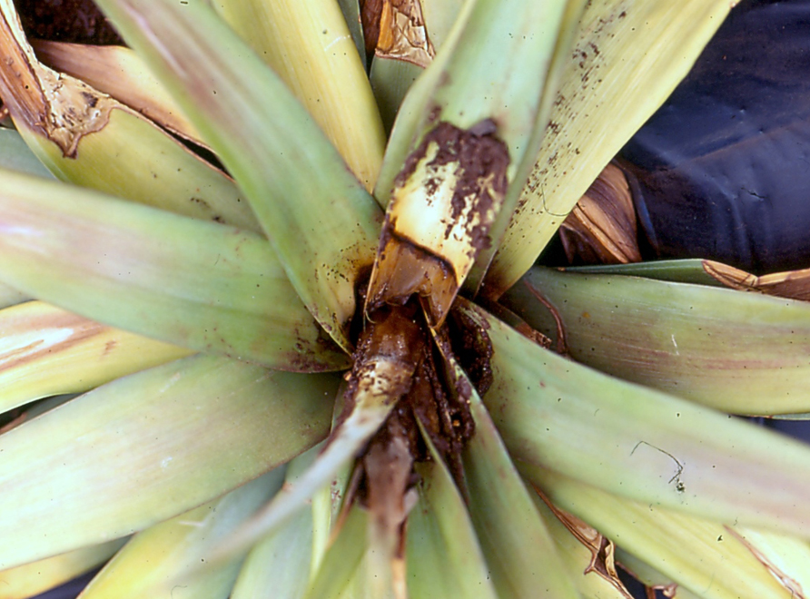 A Pineapple with Phytophthora heart-rot