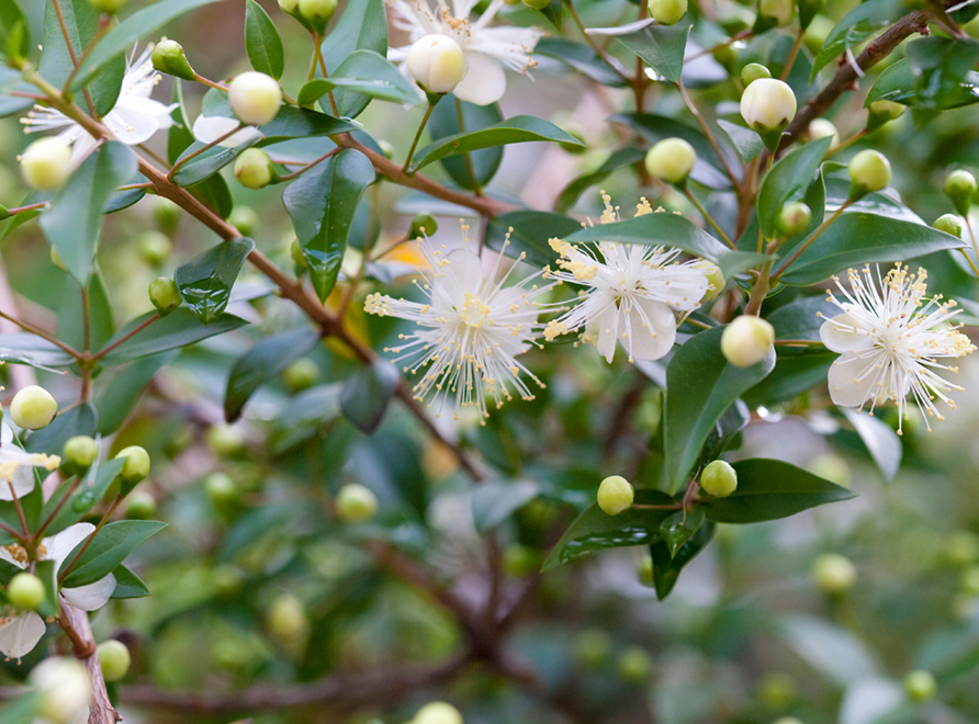 Rhodeamnia argentea in flower