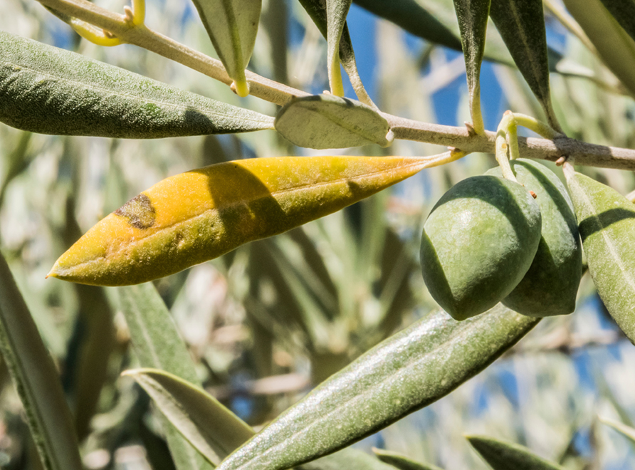 Xylella fastidiosa, leaf scorch on an olive tree