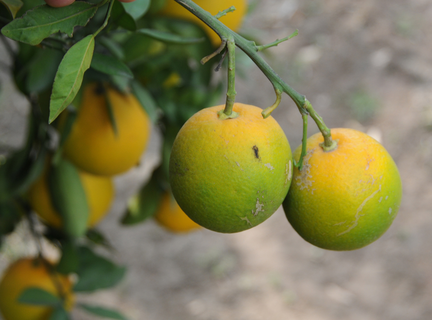 Yellow dragon disease on citrus