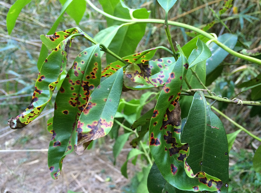 Myrtle Rust 