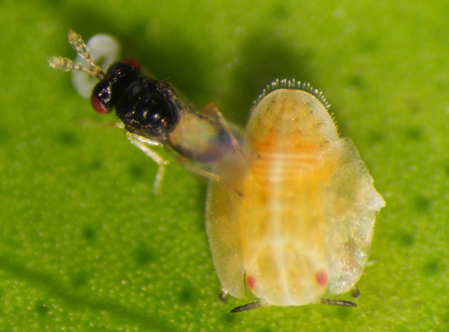 Parasitic wasp Taxarixia radiata Asian Citrus Psyllid