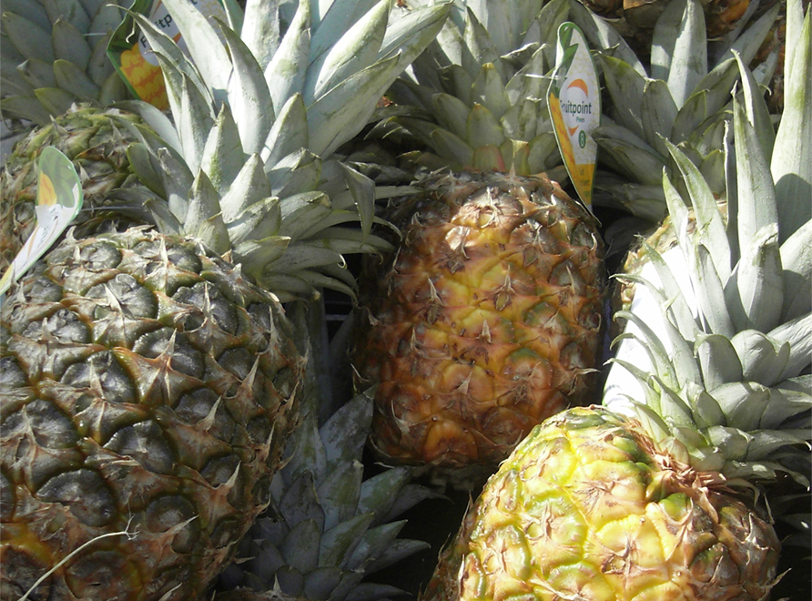 Pineapple fruit