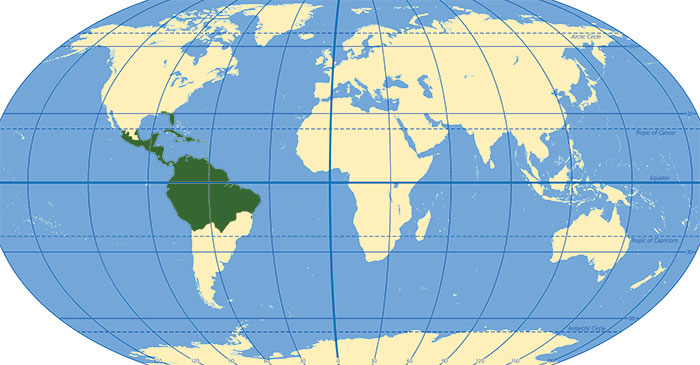 Map of the Guzmania Bromeliad's habitat