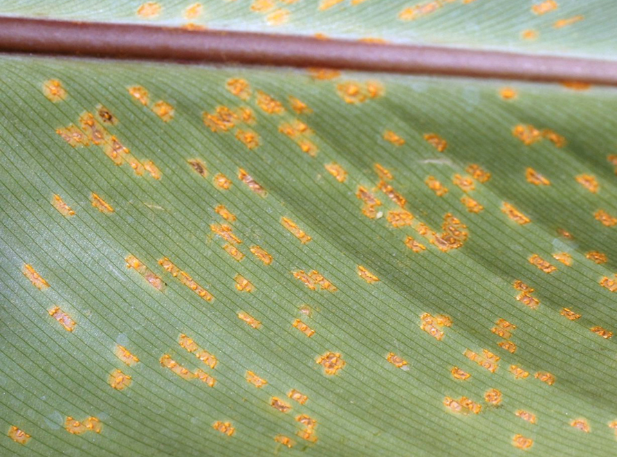 Canna rust spots on a canna lily leaf