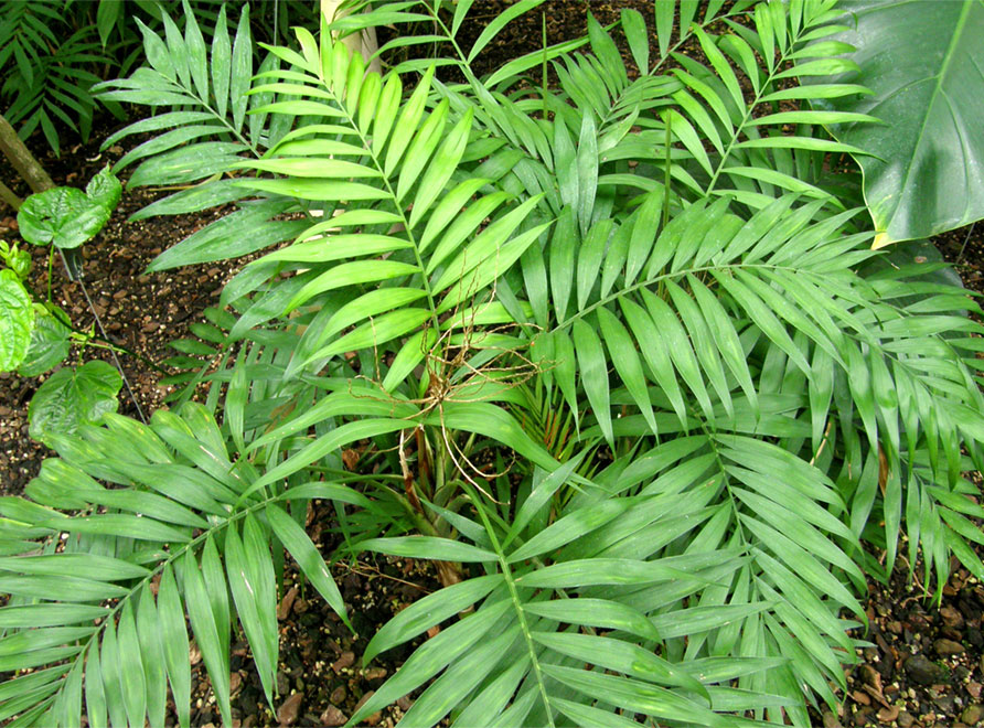 Mexican Parlour Palm