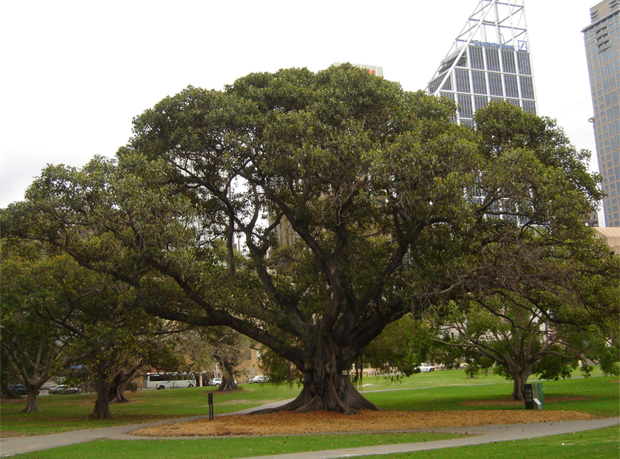 A Moreton Bay Fig 