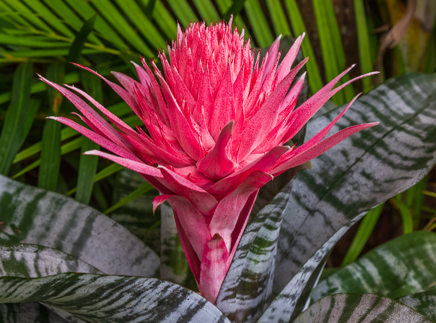 Flower of the Aechmea Bromeliad 