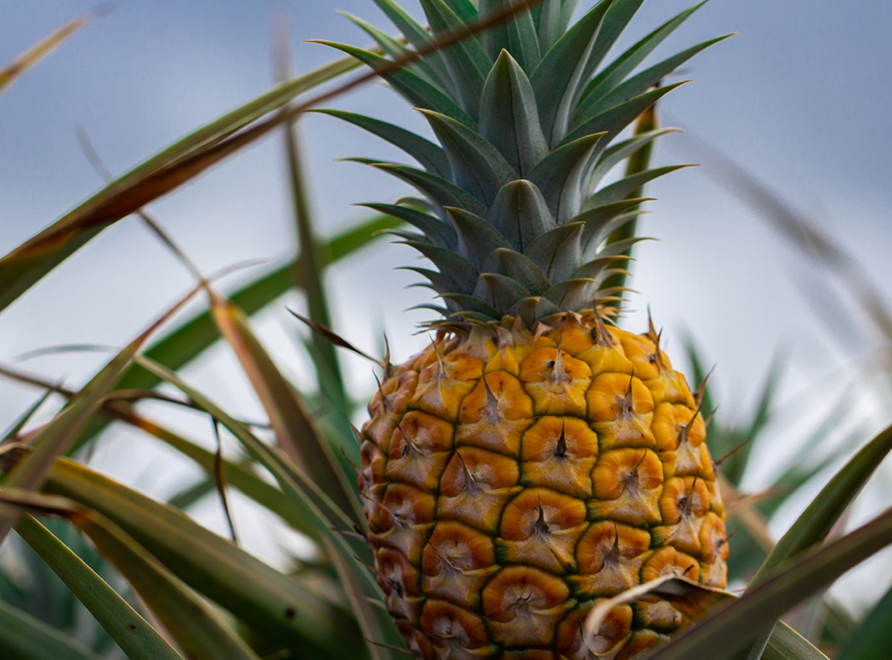 A Pineapple (Ananas cosmosus)