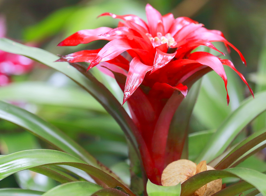 A Guzmania Bromeliad