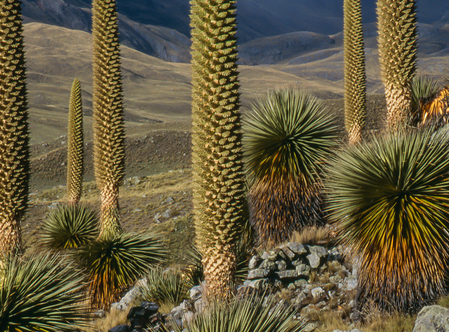 Puya-raimondii plants growing in stony ground