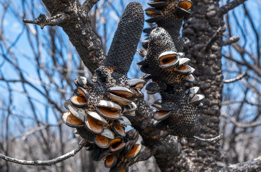 Burnt Coast Banksia cones opening up after fire