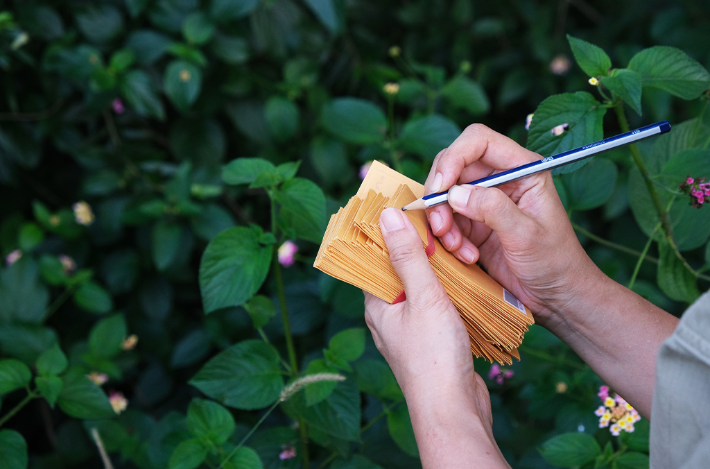 Lantana, person holding seed collection envelopes and pencil