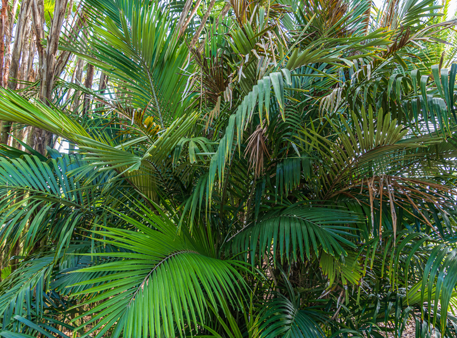 Taiwan Sugar Palm