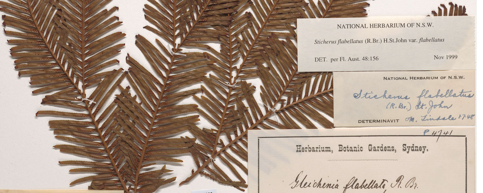 A plant specimen collected by Louise Atkinson (Calvert) with a range of historic labels