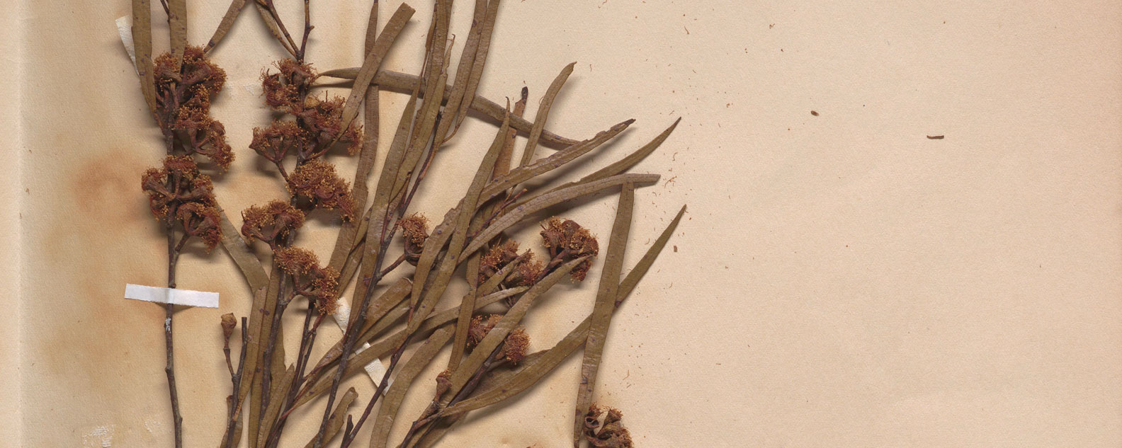 Dried plant specimen including foliage and flowers taped to a piece of paper.