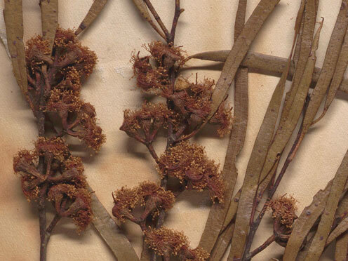 A dried herbarium plant specimen comprising flowers and foliage, collected by early Blue Mountains settler and amateur botanist, Louisa Atkinson Calvert.
