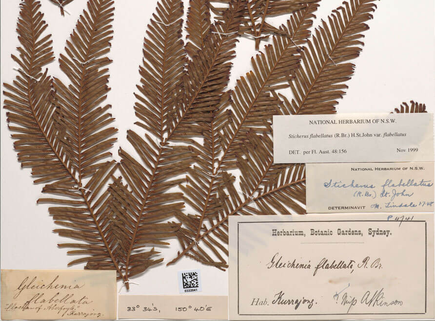 A specimen collected by Louisa Atkinson (1834-1872), colonial settler and resident of the Blue Mountains which is part of the National Herbarium of New South Wales' collection. 