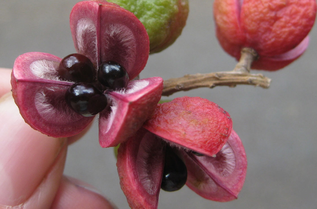 Red fruits of Elattostachys nervosa