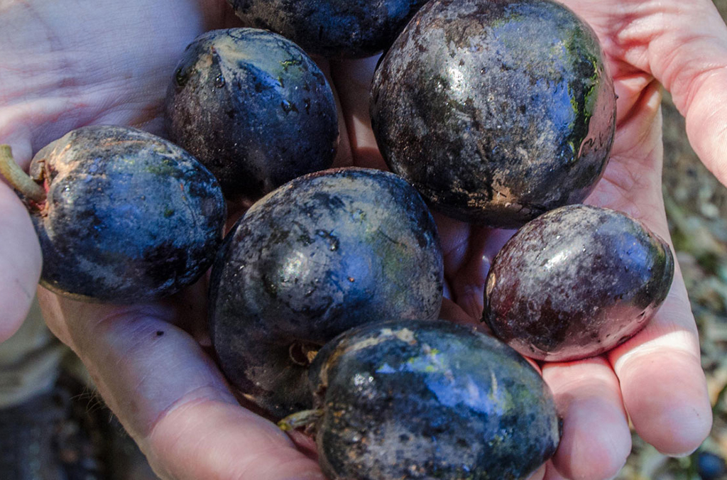 Dark purple plum-like fruits of Pouteria australis in person's hands