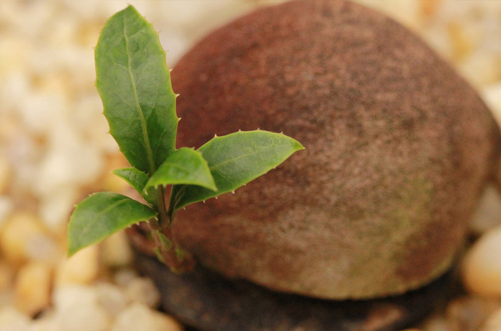 Seed sprouting a seedling