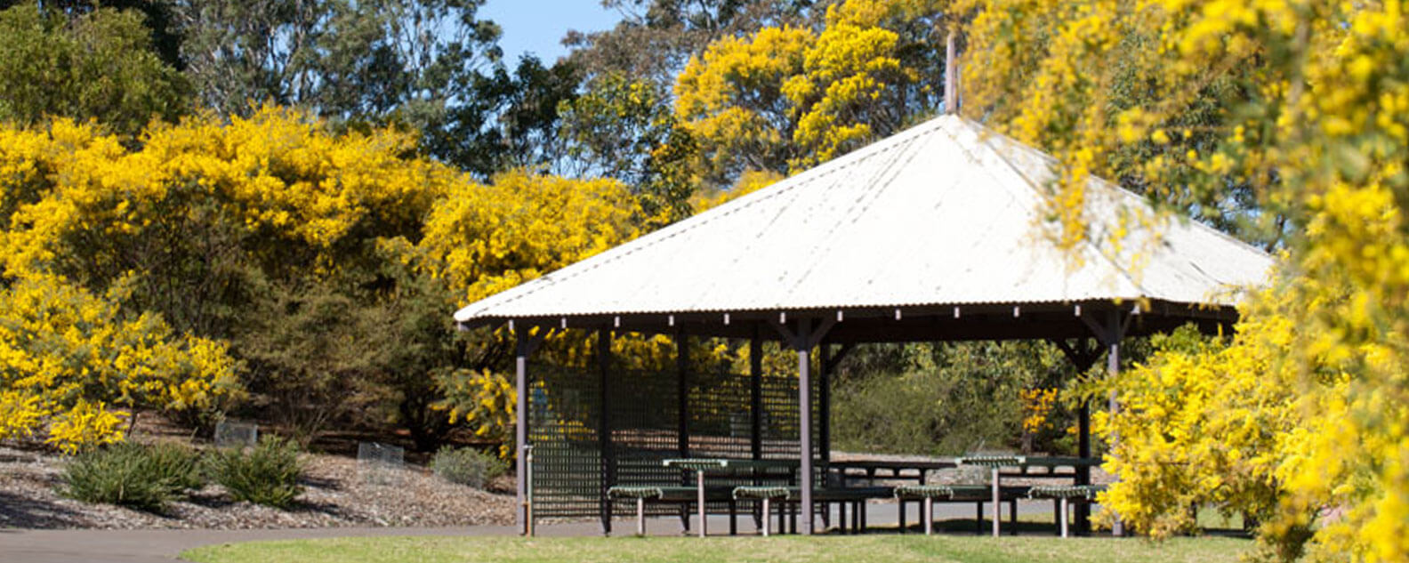 The Wattle Garden Picnic Shelter surrounded by Golden Wattle in bloom