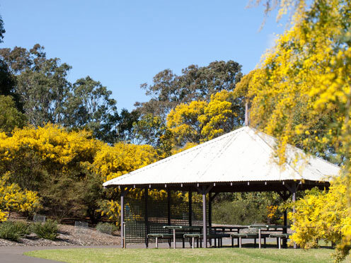 The Wattle Garden Picnic Shelter surrounded by Golden Wattle in bloom