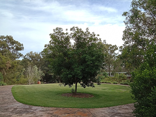 Circular Garden lawn with a tree in the middle