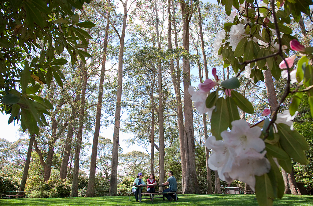 Rhododendrons in flower, next to a shady tree-dotted lawn and picnic table