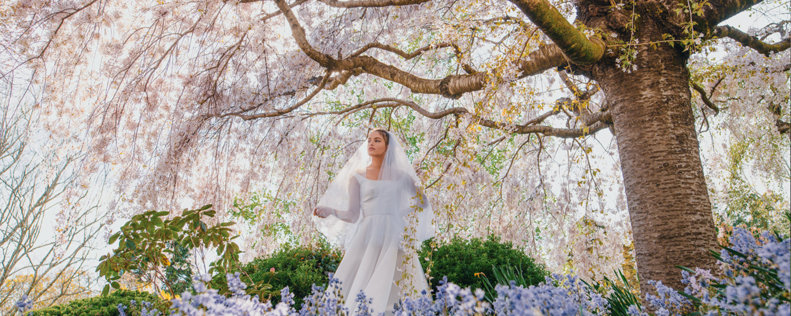 Bride under cherry blossom tree