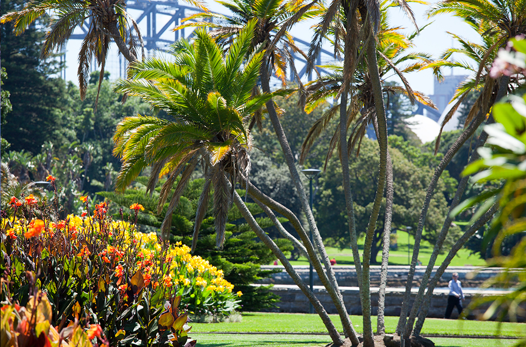 Lush lawn with palms and bright bushes