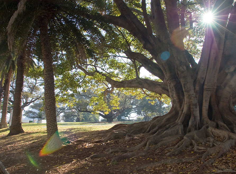 Sun shining through the trees in the Tarpeian Precinct of The Domain