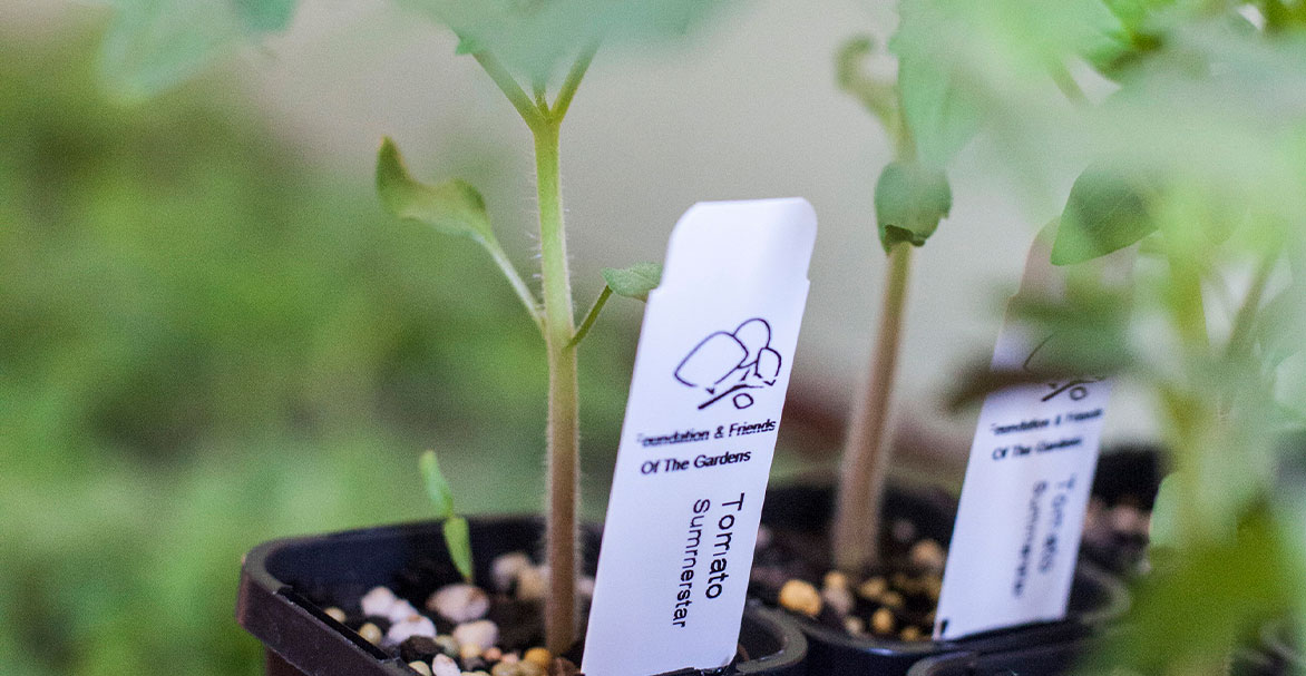 Growing Friends seedlings in pots