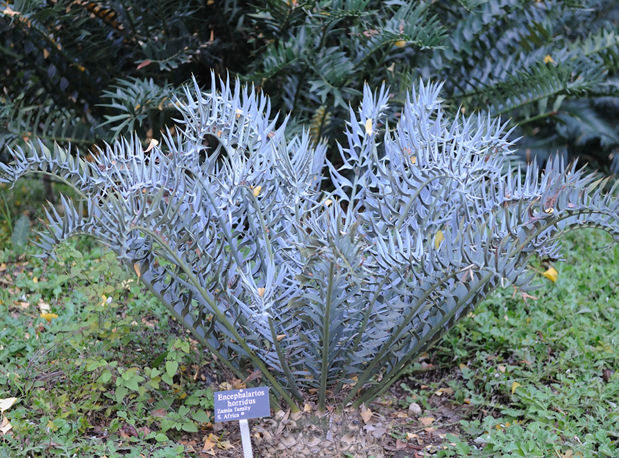 Eastern Cape Blue Cycad 