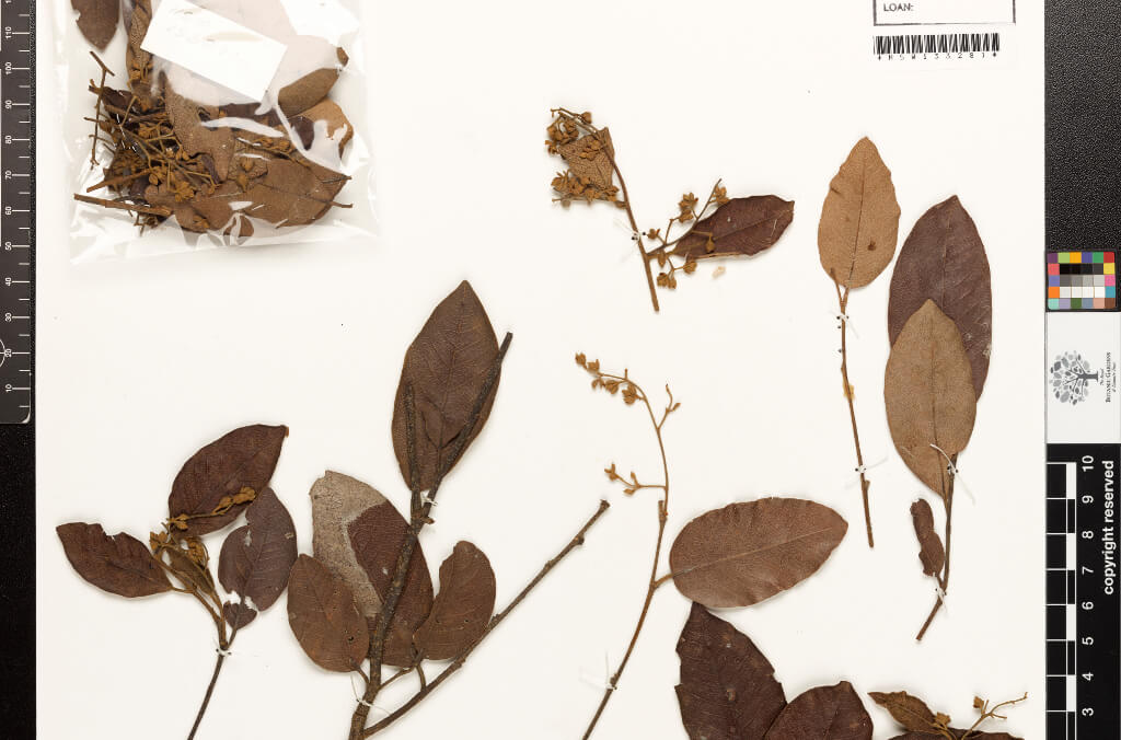 herbarium collection