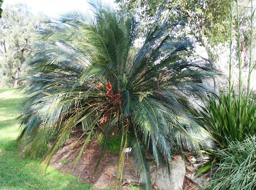 Macrozamia Communis (Burrawang)