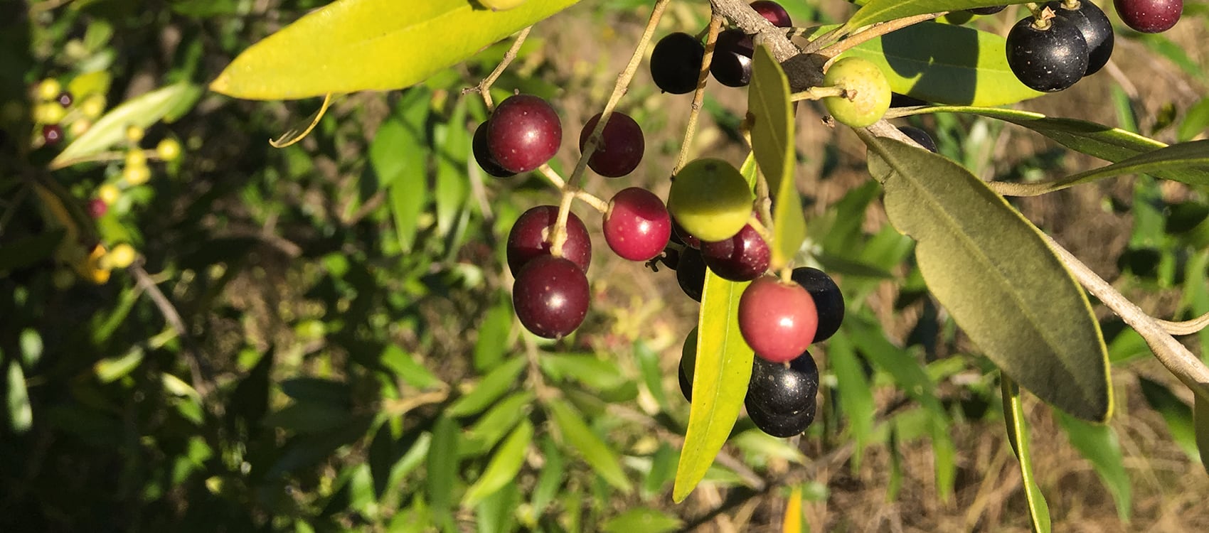 African Olive tree with berries