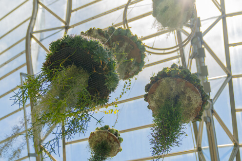 succulent jellyfish thumbnail