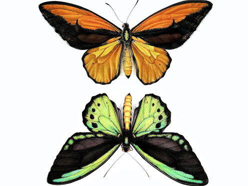 Watercolour and ink drawings of two butterflies