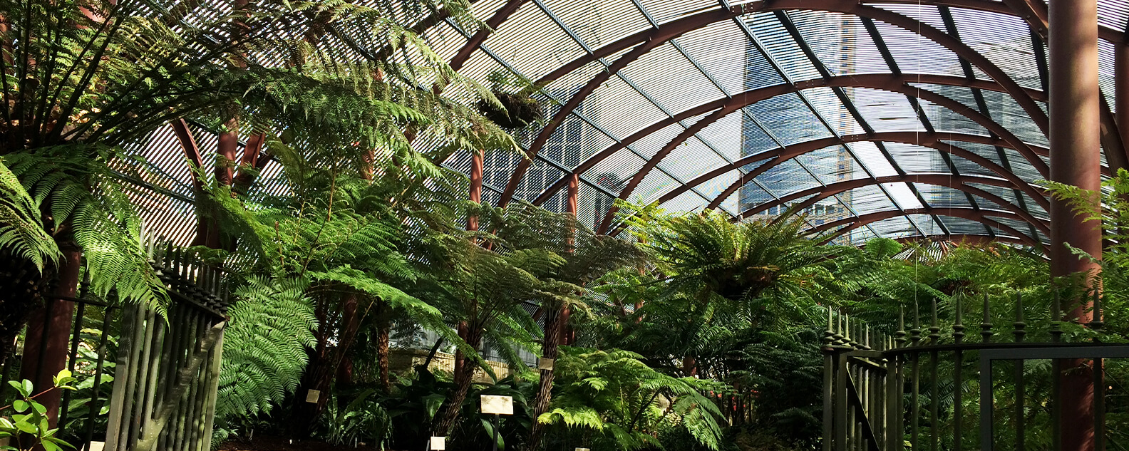 Sheltered garden with domed roof, filled with lush ferns